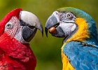 Macaws - Haider Chishty (Beginners).jpg